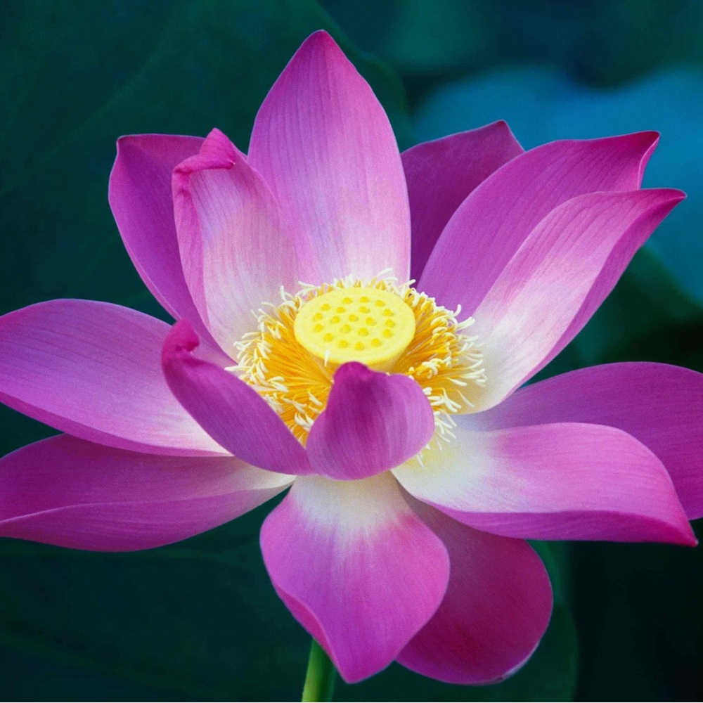 Meet your Posher, Lennie Jo